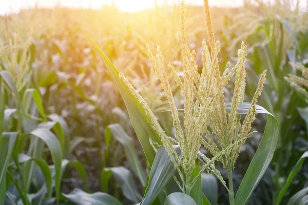 Campo di mais con luce solare — Foto Stock