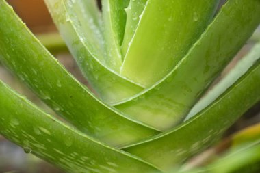Aloe vera yapraklarını su damlasıyla kapatın