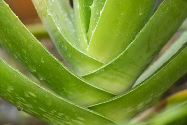 Hautnah Aloe Vera Blätter mit Wassertropfen — Stockfoto