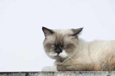 İskoç kedisi kameraya bakıyor