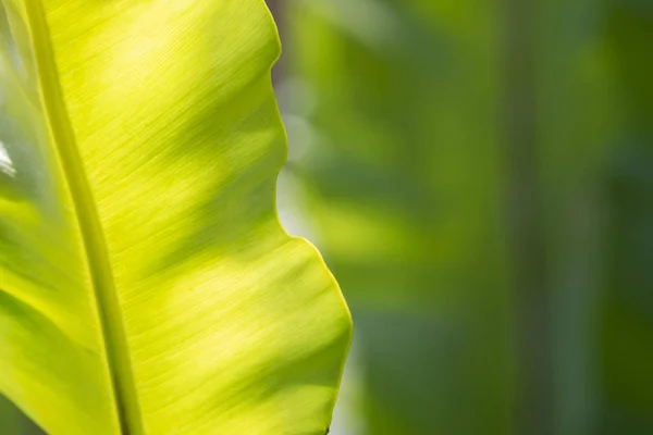 Bananenblätter aus nächster Nähe — Stockfoto