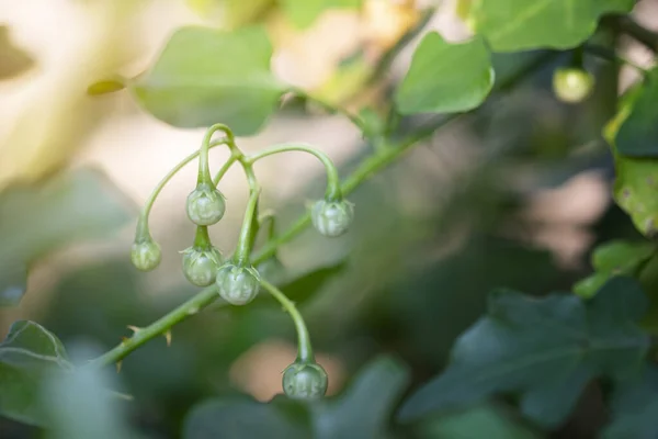 Green of Solanum Trilobatum Linn in organic herb garden — Stok fotoğraf