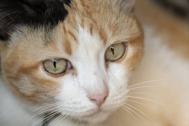 Üç renkli Taylandlı kedi kameraya bakıyor.