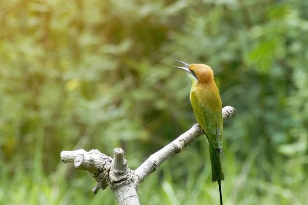 Beautiful bird Chestnut headed Bee eater on a branch — Stock Photo, Image