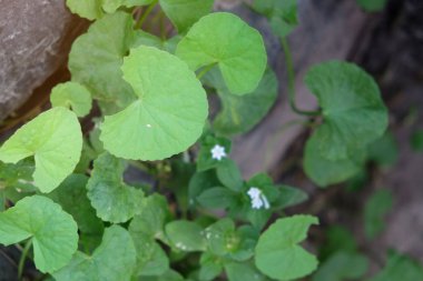 Herbal Thankuni ayrılır, Centella asiatica, gotu kola