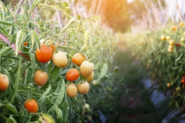 Tomate rojo en el jardín orgánico — Foto de Stock