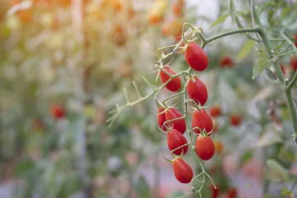 Red Grape Tomatoes Organic Farm — Stock Photo, Image