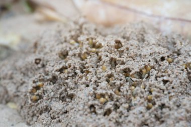 Bir grup termit çalışanı yerde.