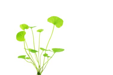 Gotu kola (Centella asiatica) beyaz arkaplanda yalıtılmış olarak ayrılıyor