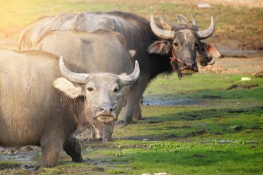 Yeşil çimlerin üzerinde bufalo var ve kameraya bakıyor