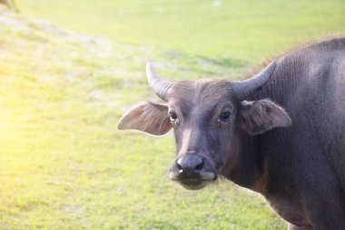 Yeşil çimlerin üzerinde bufalo var ve kameraya bakıyor