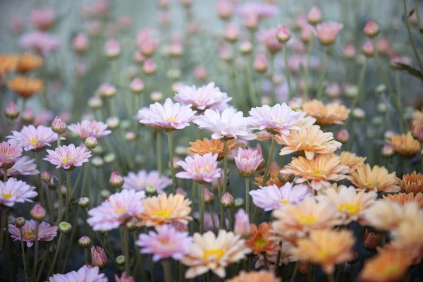 Crisantemos Coloridos Que Florecen Jardín — Foto de Stock