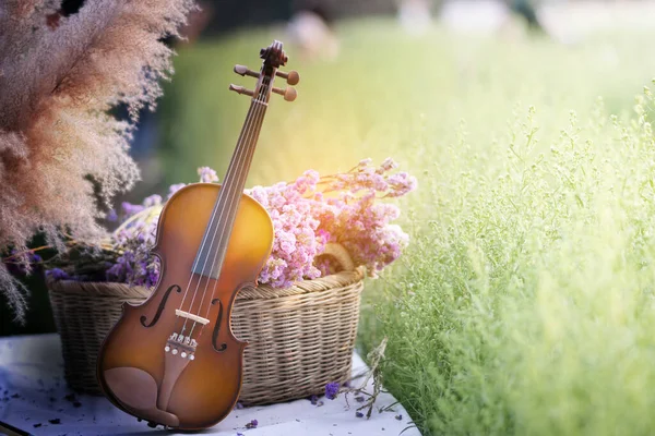 Classic Violin Flower Garden Royalty Free Stock Images