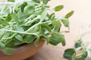 taze mikro yeşil ayçiçeği filizleri ahşap kasede, organik çiftlikte