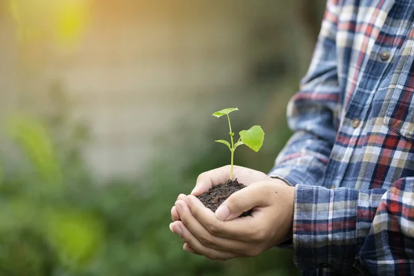 Mano Sosteniendo Planta Joven Sobre Fondo Verde — Foto de Stock