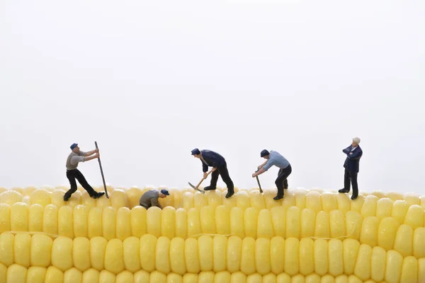 Miniature People Working Corn — Stock Photo, Image