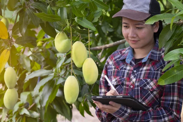 Mango Con Agricoltore Controllo Qualità Tablet Concetto Smart Farm — Foto Stock