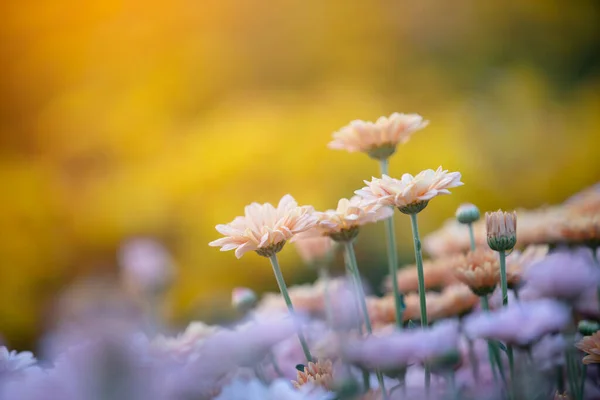 Bunte Chrysanthemen Blühen Garten — Stockfoto