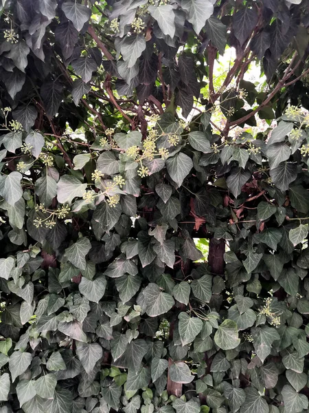 Cerca verde de la pared del árbol con piso de hormigón aislado sobre fondo blanco para el parque o jardín decorativo — Foto de Stock