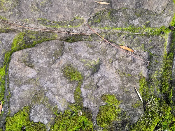 Ярко-зеленый мох на серой кирпичной стене. Фон кирпичная стена, зеленый мох на гранж текстуры, фон — стоковое фото