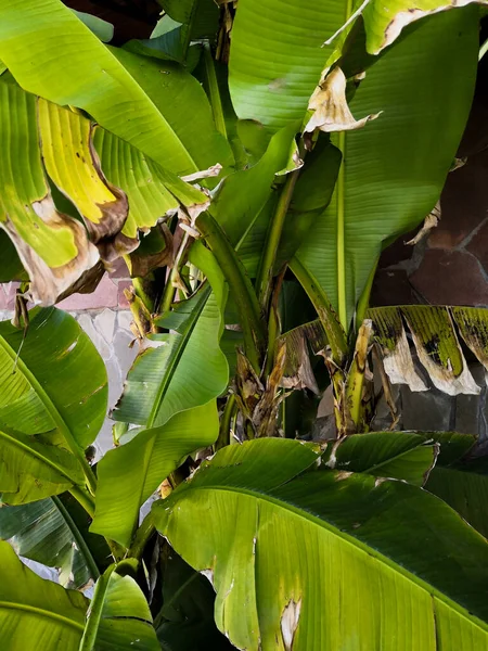 Folhas verdes mais velhas das bananeiras fundo tropical — Fotografia de Stock