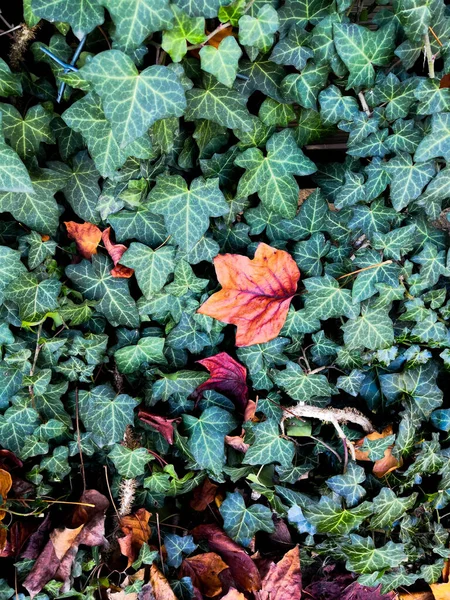 Green ivy plant in a forest with yellow fallen leaves. — Stock Photo, Image