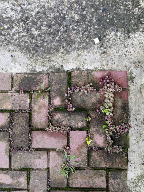 Çimenli taş kaldırımlara yağmur yağıyor..