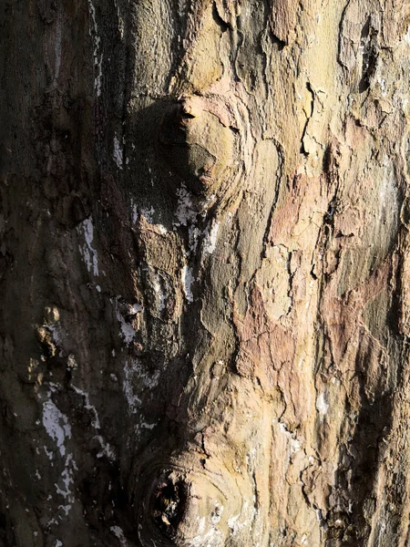 浅褐色树皮特写背景. 巨壳树. — 图库照片