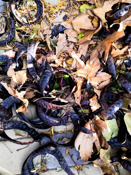 Närbild av grupp av skida och frön, torra blad på marken — Stockfoto