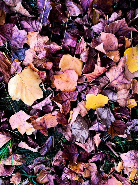 Autunno nel parco. Foglie colorate su erba verde al sole. Ottobre. Caduta delle foglie. Colorato autunno fogliame naturale sfondo Texture . — Foto Stock