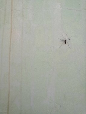 Gri beton duvarda büyük bir sivrisinek.