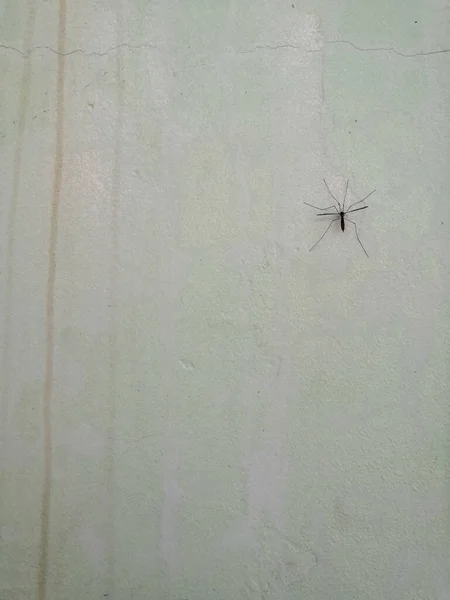 A large mosquito on a gray concrete wall — Stock Photo, Image