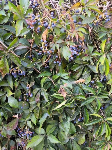 Bayas azules en el verde. Uvas silvestres. Ivy se está acurrucando alrededor de la cerca. Fondo natural. Otoño . — Foto de Stock