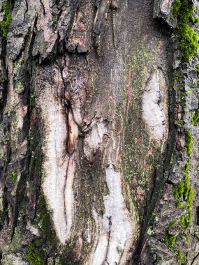 Eski bir meşe ağacının yosunlu kabuğu, güzel bir desen oluşturan. Vahşi yeşil yosun ormanda kabuğu ağacı üzerinde büyümek.