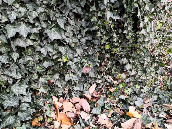 Grön murgröna växt i en skog med gula fallna blad. — Stockfoto