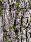 Mossy kůra starého dubu, tvořící nádherný vzor. Divoký zelený mech roste na stromě kůry v lese.