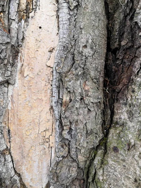 美しいパターンを形成し、古い樫の木の苔の樹皮。野生の緑の苔は、森の樹皮の木に成長します. — ストック写真