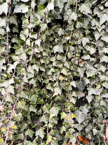 Zelená břečťan rostlina v lese se žlutými spadanými listy. — Stock fotografie