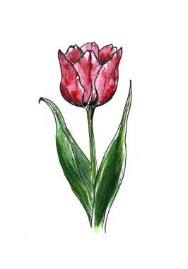 Çiçek. Suluboya lale. Çiçekli doğum günü kartı. Tebrik kartı.