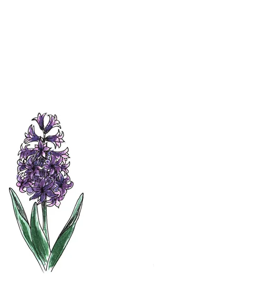 Bellissimo giacinto viola con l'effetto di un disegno ad acquerello. Fiore isolato su sfondo bianco . — Foto Stock