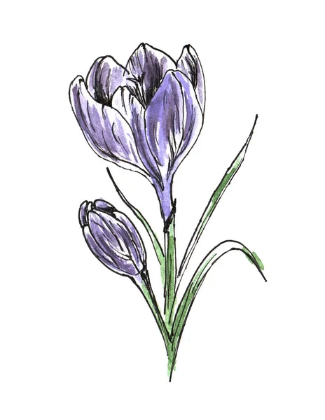 Bella viola Crocus con l'effetto di un disegno ad acquerello. Fiore isolato su sfondo bianco . — Foto Stock