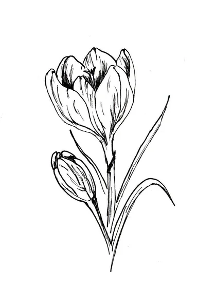 Vacker Doodle Crocus Isolerad Blomma Vit Bakgrund Springtime Skisserade Handritade — Stockfoto