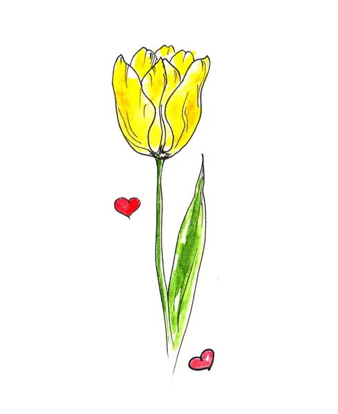 Yelllow Tulip doodle aquarela e rosa pequenos corações — Fotografia de Stock