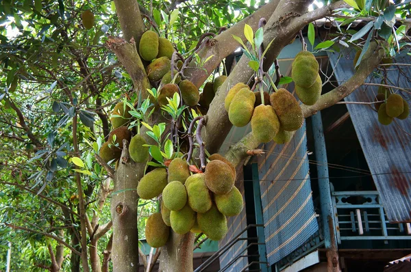 Vietnamský jackfruit strom — Stock fotografie