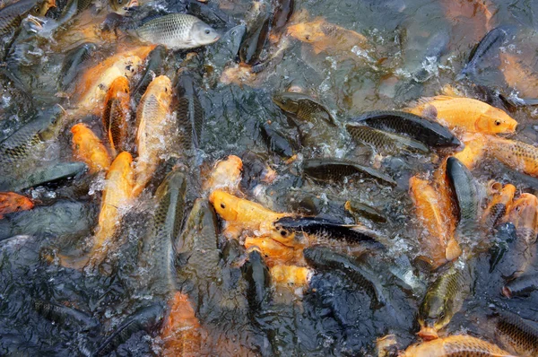 Vietnam fish farming — Stock Photo, Image