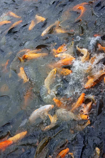 Vietnam fish farming — Stock Photo, Image