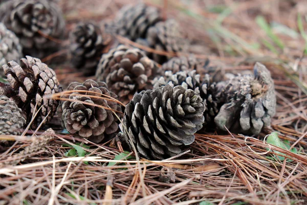 pinecone from pine tree in forest