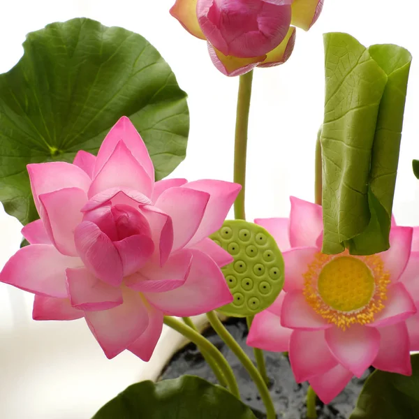 Clay lotus flower on white background — Stock Photo, Image