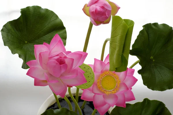 Clay lotus flower on white background — Stock Photo, Image