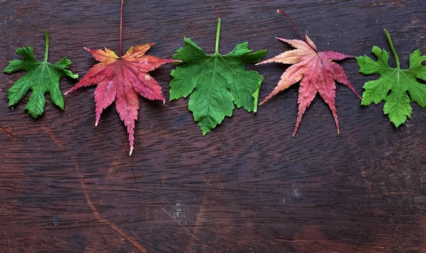 Şükran günü arka plan renkli akçaağaç yaprağı ile — Stok fotoğraf